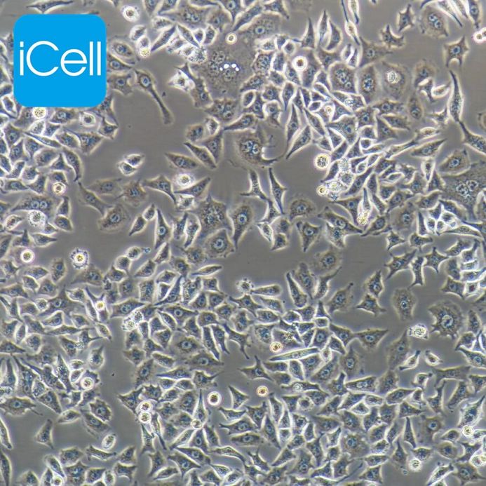 HELA-S3 人宫颈癌细胞 STR鉴定 镜像绮点（Cellverse）