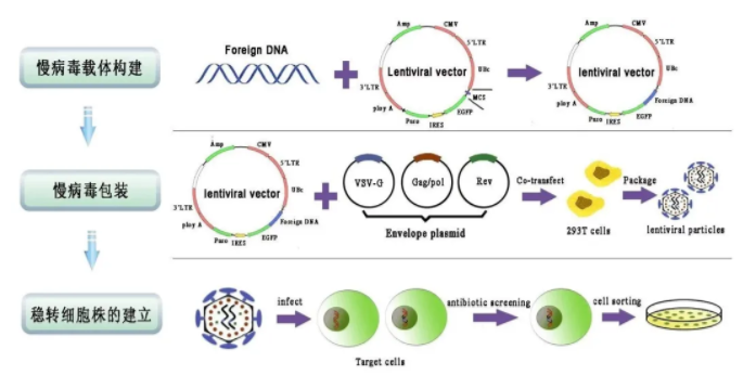 细胞干货|让你的细胞以完美的状态迎接转染