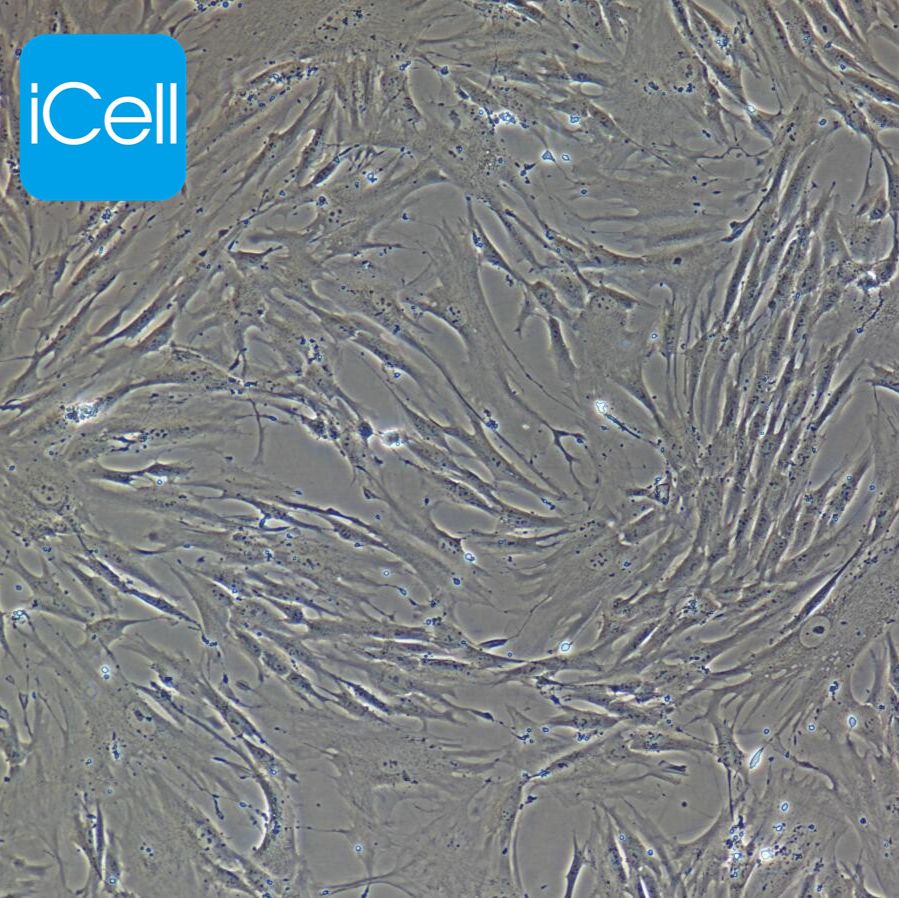 BJ 人皮肤成纤维细胞 STR鉴定 镜像绮点（Cellverse）