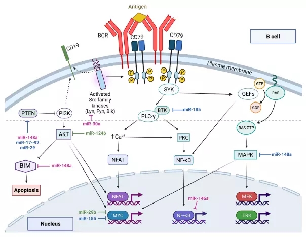 miRNA研究进展盘点（20210924）
