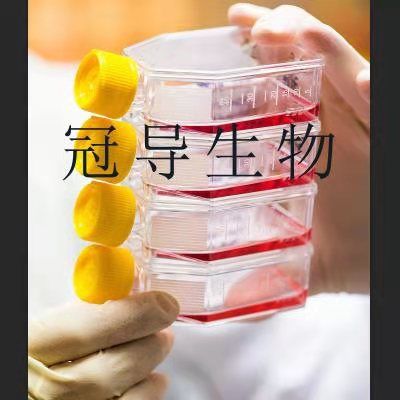 V 79-4 Cells;中国仓鼠肺活化克隆细胞|STR鉴定图谱