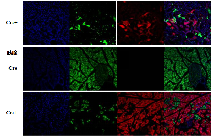 B6-G/R 小鼠模型 模式生物模型  报告鼠 ki基因敲入