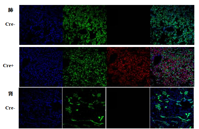 B6-G/R 小鼠模型 模式生物模型  报告鼠 ki基因敲入