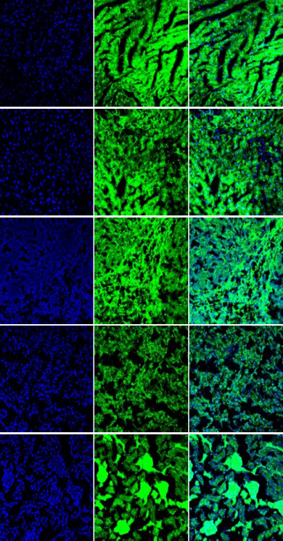 B6-G/R 小鼠模型 模式生物模型  报告鼠 ki基因敲入