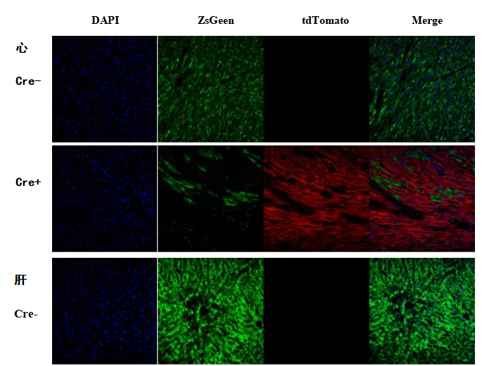B6-G/R 小鼠模型 模式生物模型  报告鼠 ki基因敲入