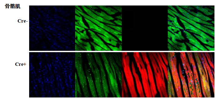 B6-G/R 小鼠模型 模式生物模型  报告鼠 ki基因敲入