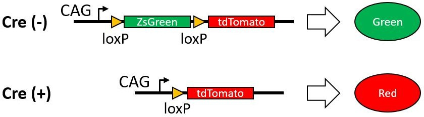 B6-G/R 小鼠模型 模式生物模型  报告鼠 ki基因敲入