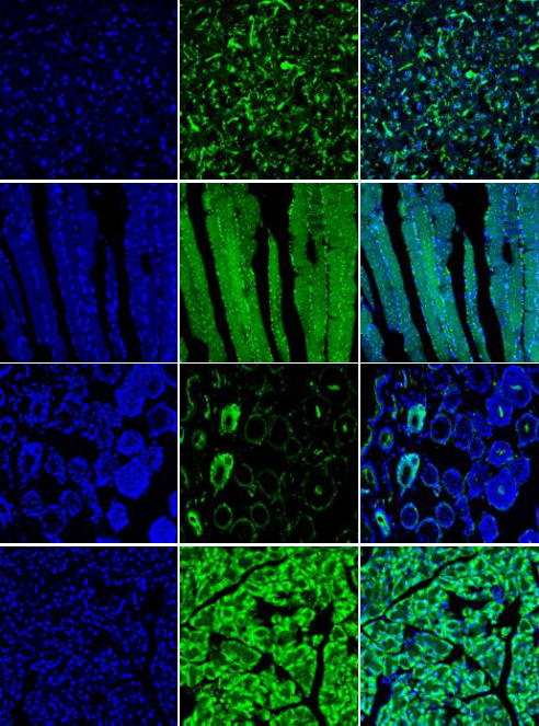 B6-G/R 小鼠模型 模式生物模型  报告鼠 ki基因敲入