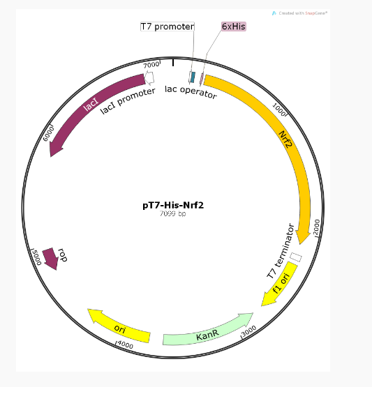 pT7-His-Nrf2人源基因质粒