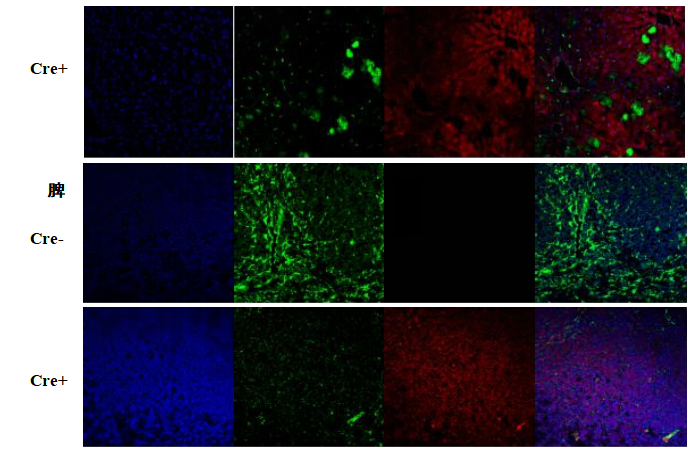 B6-G/R 小鼠模型 模式生物模型  报告鼠 ki基因敲入