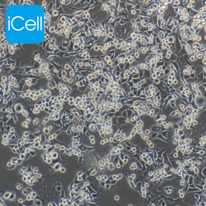 MB-49 小鼠膀胱癌细胞 种属鉴定 镜像绮点（Cellverse）