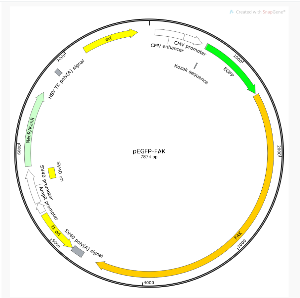 pEGFP-FAK人源基因质粒
