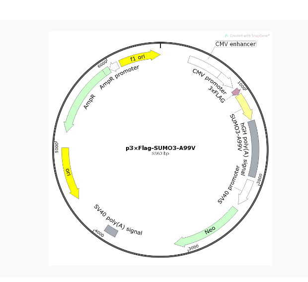 p3×FLAG-SUMO3-A99V人源基因质粒