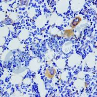 特殊染色服务项目