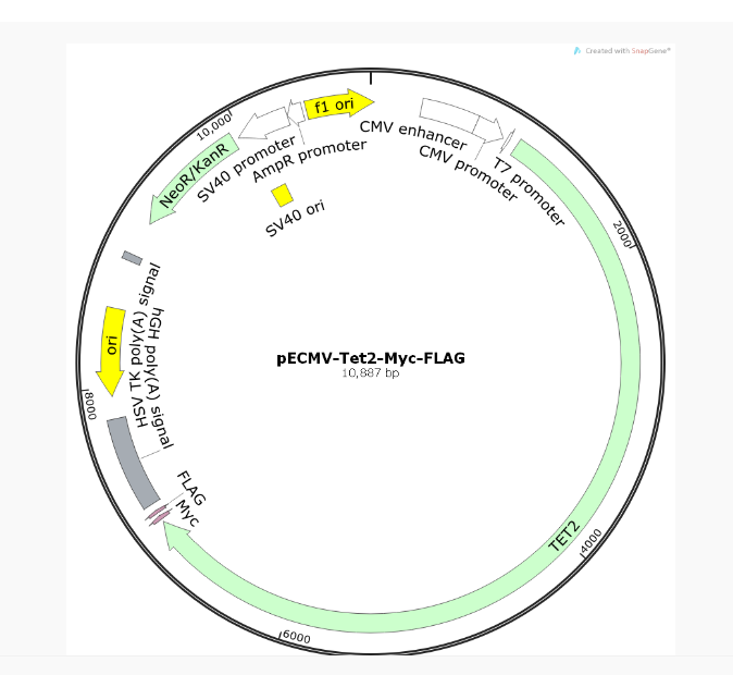 pECMV-Tet2-Myc-FLAG人源基因质粒