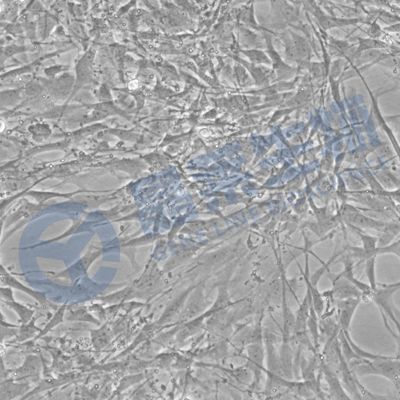 大鼠胚胎心肌细胞 H9c2(2-1)