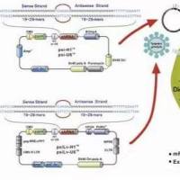pCMV-HA-MDM2人源基因质粒