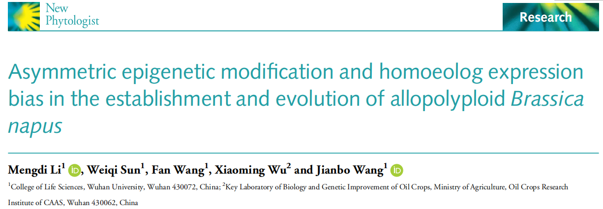 如何破译异源多倍体化中的表观遗传密码？WGBS+ChIP-seq+RNA-seq 揭示油菜同源基因偏倚表达的调控机制