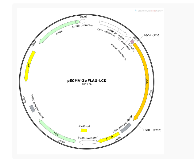 pECMV-3×FLAG-LCK人源基因质粒