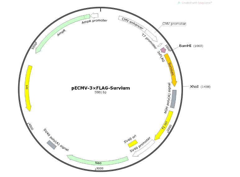 pECMV-3×FLAG-Survium人源基因质粒