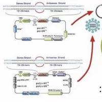 pCDNA3.1-3×HA-HDAC4人源基因质粒