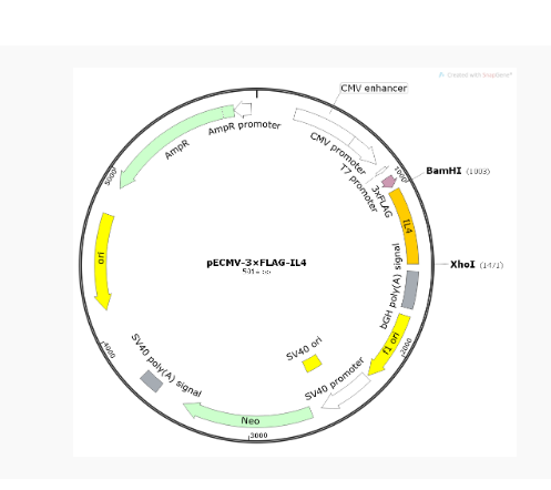 pECMV-3×FLAG-IL4人源基因质粒