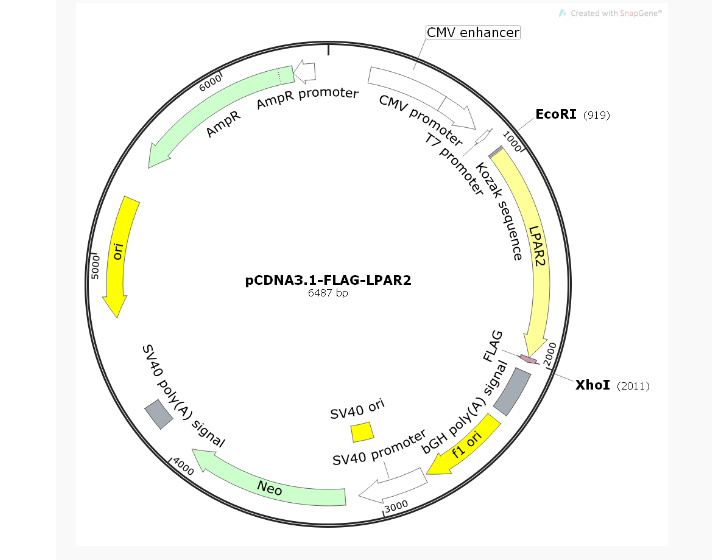pCDNA3.1-FLAG-LPAR2人源基因质粒