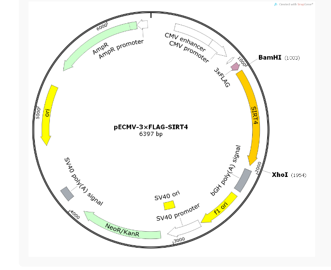 pECMV-3×FLAG-SIRT4人源基因质粒