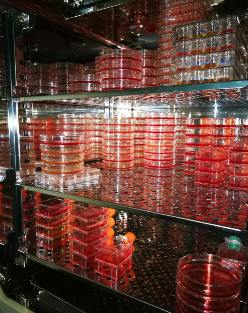 细胞培养基础（一）