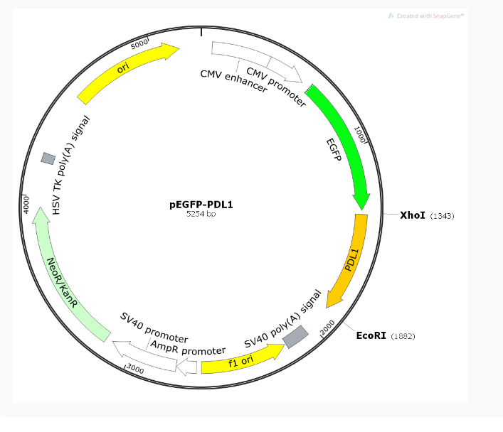 pEGFP-PDL1人源基因质粒