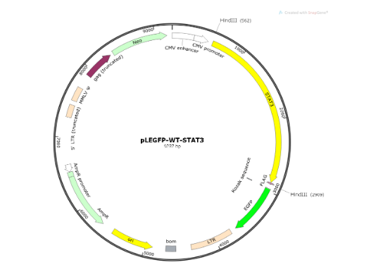 pLEGFP-WT-STAT3人源基因质粒