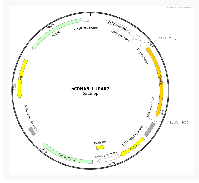 pCDNA3.1-LPAR2人源基因质粒
