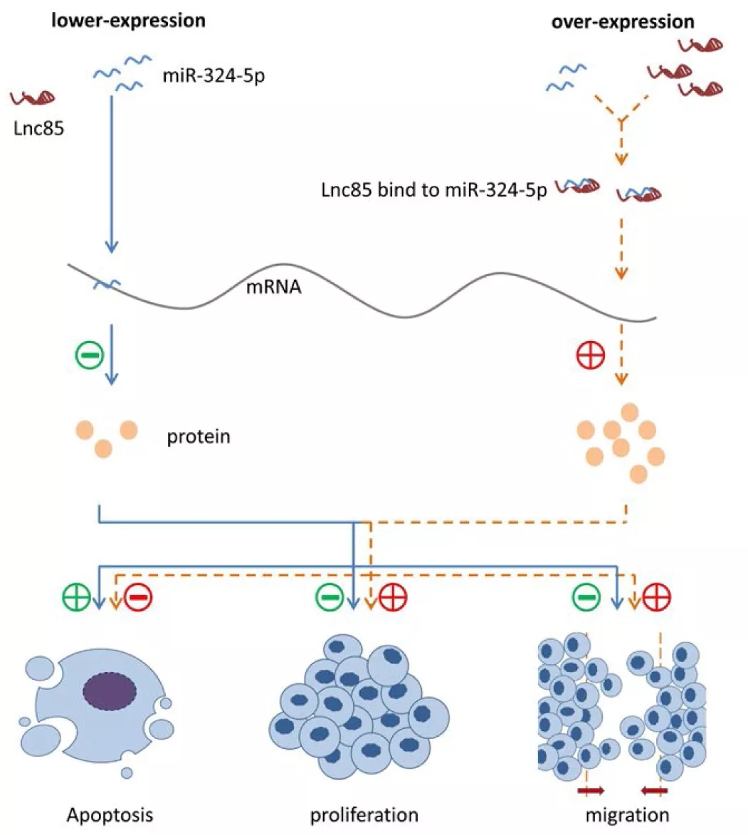 做个外泌体RNA测序+挖掘HCC中新的功能性lncRNAs，这篇6+分文章的研究思路“简单而不失内涵”！