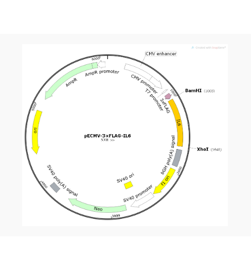 pECMV-3×FLAG-IL6人源基因质粒