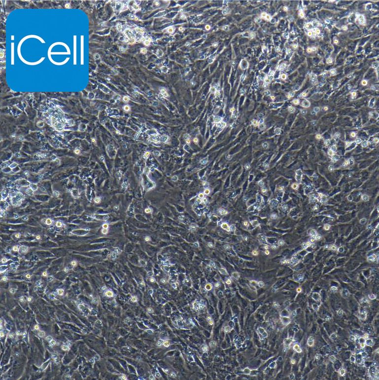 小鼠肾系膜细胞/免疫荧光鉴定/镜像绮点（Cellverse）