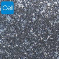 小鼠肾系膜细胞/免疫荧光鉴定/镜像绮点(Cellverse)