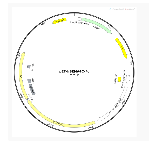 pEF-hSEMA4C-Fc人源基因质粒