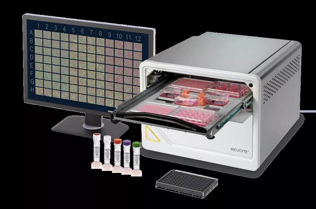 干货分享 | 神经细胞表型分析必读