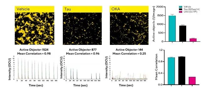 干货分享 | 神经细胞表型分析必读