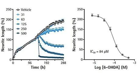 干货分享 | 神经细胞表型分析必读