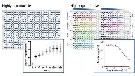 干货分享 | 神经细胞表型分析必读