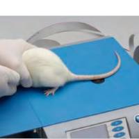 【中国区总代理】Ugo Basile 大小鼠疼痛甩尾仪,大小鼠甩尾仪