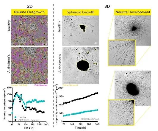干货分享 | 神经细胞表型分析必读