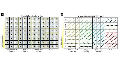 干货分享 | 神经细胞表型分析必读