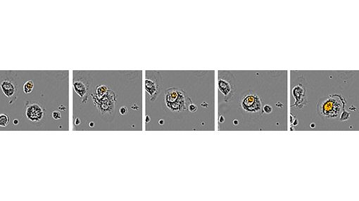 干货分享 | 神经细胞表型分析必读