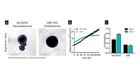 干货分享 | 神经细胞表型分析必读