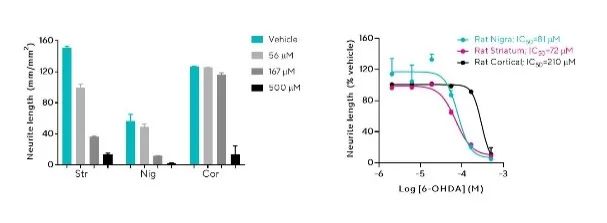干货分享 | 神经细胞表型分析必读