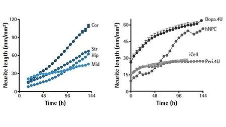 干货分享 | 神经细胞表型分析必读