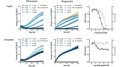 干货分享 | 神经细胞表型分析必读