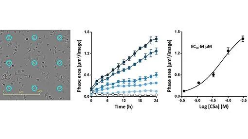 干货分享 | 神经细胞表型分析必读